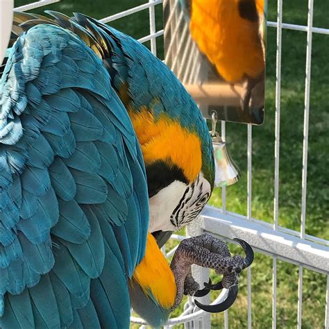 African Grey Parrot Birds For Sale Orange County Ca 317068