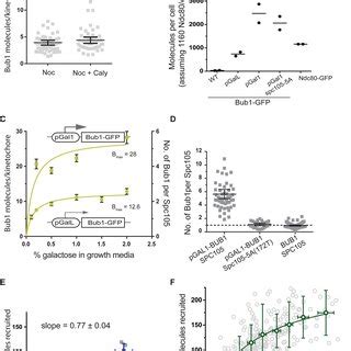 The Abundance Of Bub1 Limits The Steady State Recruitment Of Bub3 Bub1