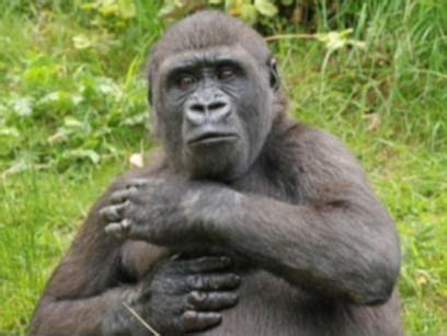 Decoding gorilla gestures: Primate communication insights | Noldus