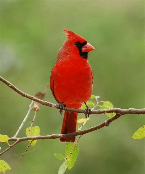 Northern Cardinal Common Birds Of NE Washington DC INaturalist Org