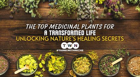 The Top Medicinal Plants For A Transformed Life Unlocking Nature S