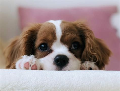 Топ 10 Малки породи кучета - мини кучета (играчки)