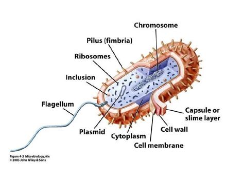 Diagram of Bacterial Cell