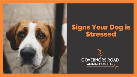 Signs Your Dog Is Stressed Governors Road Animal Hospital