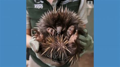 Video Rare echidna puggle born at Australian zoo - ABC News