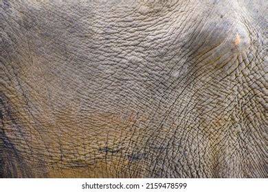 Close African Elephants Skin Texture Stock Photo 2159478599 Shutterstock