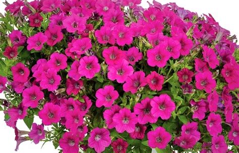 Surfinia drobno kwiatowa - littletunia ROSE - 13214341940 - oficjalne ...