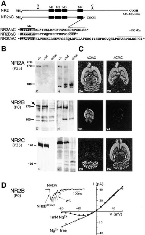 Expression Of The Full Length And C Terminally Truncated NR2 Subunits