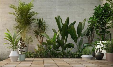 Plantas Perfectas Para Pasillos Sin Luz Natural Unarquitecto