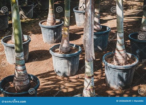 Palm Trees in Pots in Tree Nursery or Garden Store Stock Image - Image ...