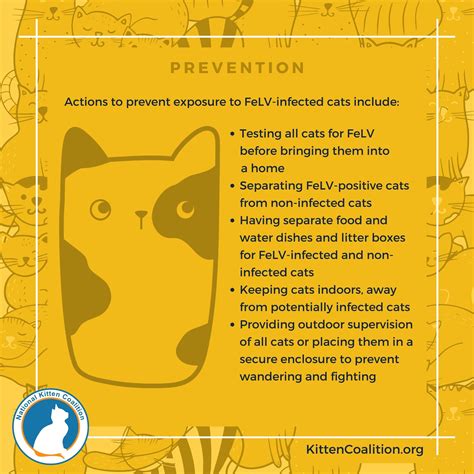 Understanding Feline Leukemia Virus (FeLV) and Supporting FeLV-Positive