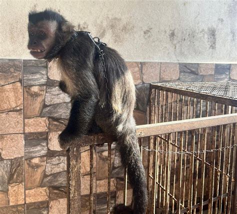 Macaco prego que passeava de jet ski é resgatado vítima de maus