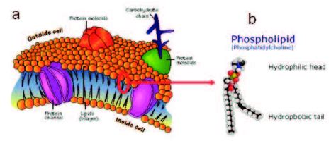 1 (a) Cell membrane(from [1]).(b) Cell membrane Phospholipid. From [2 ...