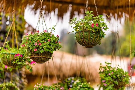 15 Best Plants For Hanging Baskets In Shade 🪴 Gorgeous Flowers And