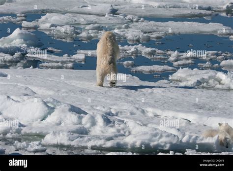 Female Polar Bear Ursus Maritimus Hunting A Ringed Seal Svalbard