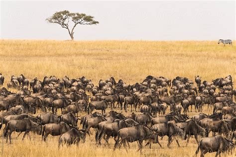 Wildebeest Herd