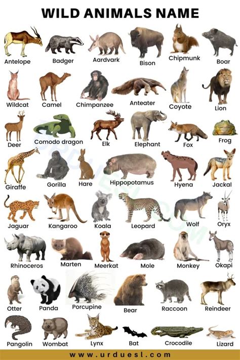 75+ Wild Animals Names In English