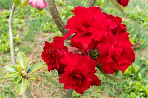 Azalea Roja O Rosa Del Desierto 001 Foto De Archivo Imagen De Hoja