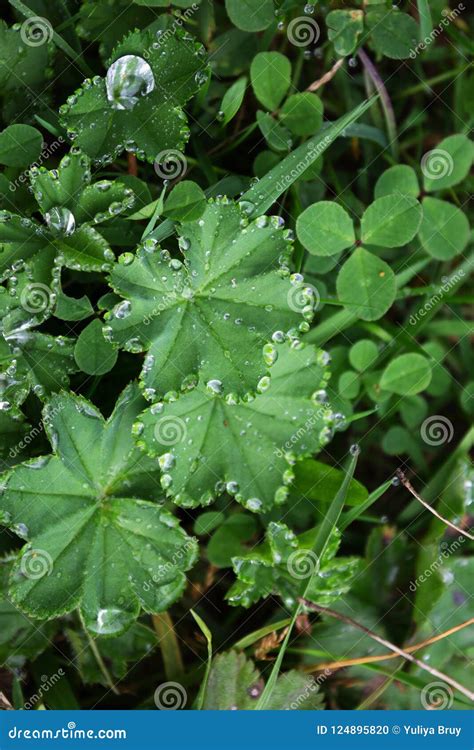 Pingos De Chuva Gotas Do Orvalho Em Uma Folha Da Grama Gotas Do