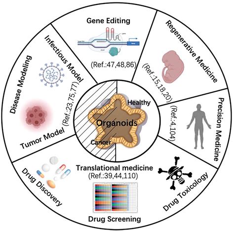 Schematic Diagram Of Organoid Application The Center Of The Diagram