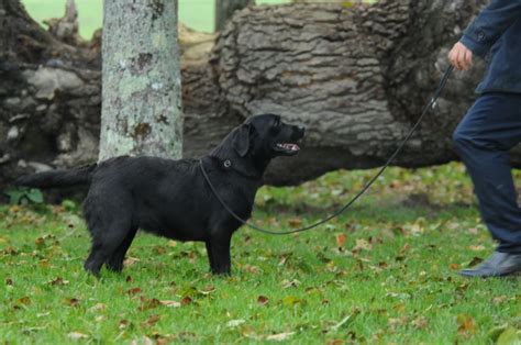 Elevage Du Clos Des Trois Cerisiers Eleveur De Chiens Labrador Retriever