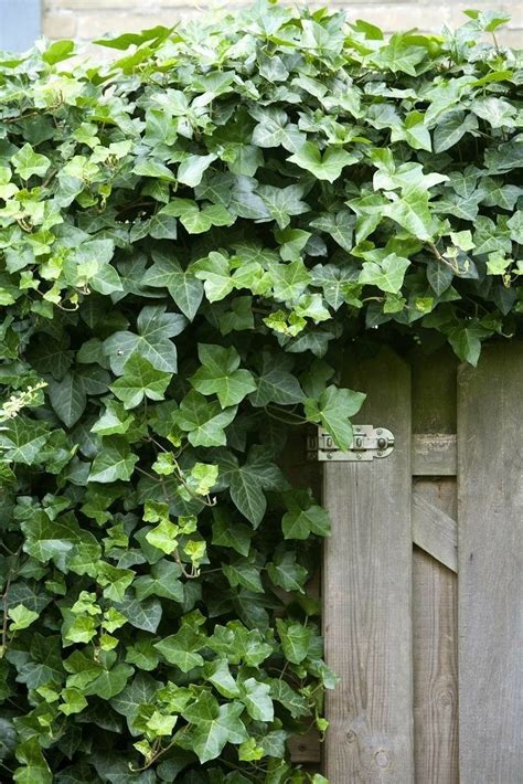 Pin By Deborah Klose On Ivy And Climbers Ivy Plants English Ivy Plant