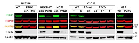 PRMT7 Cellular Assay Openlabnotebooks Org