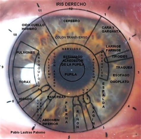 Curso De Iridolog A Mapa Del Iris Derecho Saludbio