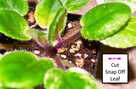 African Violet Leaf Propagation: How to Produce Baby Plantlets? – Baby ...