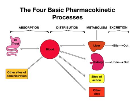 Phm 564 Lecture 2 Basic Principles Of Medical Pharmacology Flashcards