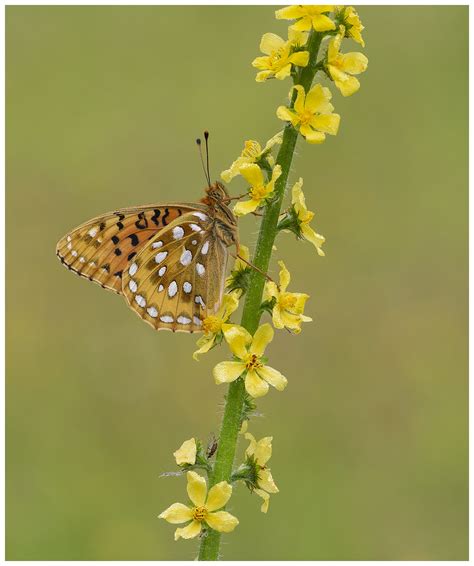 Dark Green Fritillary Speyeria Aglaja A Male Dark Green Flickr