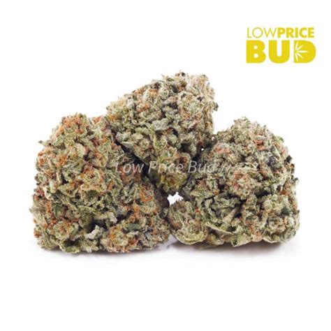 Mango Tango AA Low Price Bud