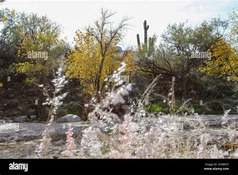 Hiking in Catalina State Park, Arizona.x Stock Photo - Alamy