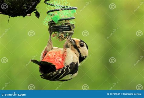 A Woodpecker Feeding stock photo. Image of dendrocopos - 19734504