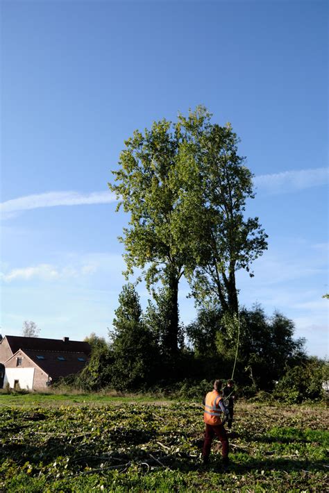 Photos Espace Vert Professionnel Bois Environnement Services