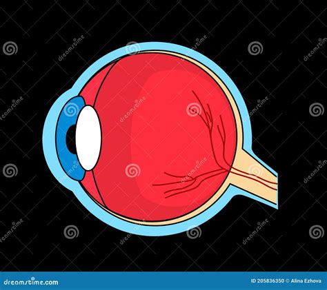 Anatomische Structuur Van Het Menselijk Oog Tekenfilm Vector Vector