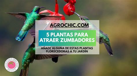 Plantas Para Atraer Zumbadores Agrochic Jardiner A Y Bienestar