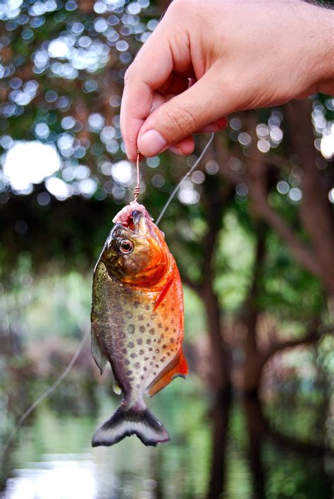 Brazil: The wild wildlife - Travel News - NZ Herald