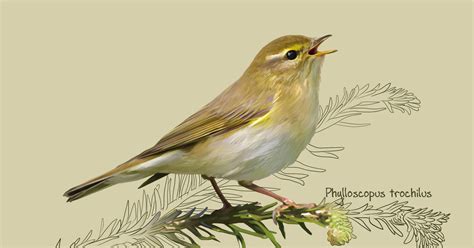 Пеночка-весничка | Пикабу