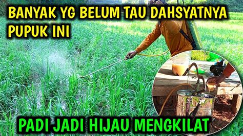 GAK USAH BELI PUPUK KALAU BEGINI Pupuk Organik Cair Untuk Padi Sawah