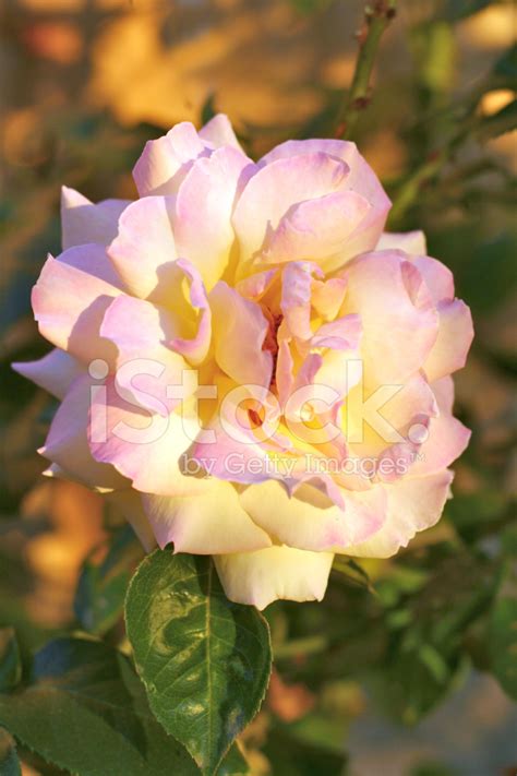Jardin DE Paix Variété Rose Photos - FreeImages.com