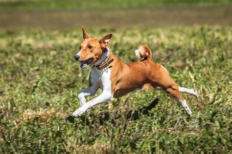 Basenji Dog Breed: The Ultimate Guide - What Your Dog Like