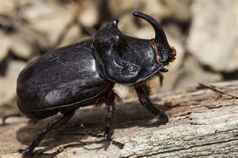 Oryctes Nasicornis Insect Macro Photography