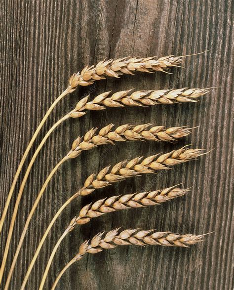 Ears Of Wheat Stock Image H Science Photo Library