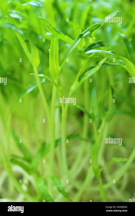 Closeup Of Growth Water Spinach Hydroponic Microgreens Ready For