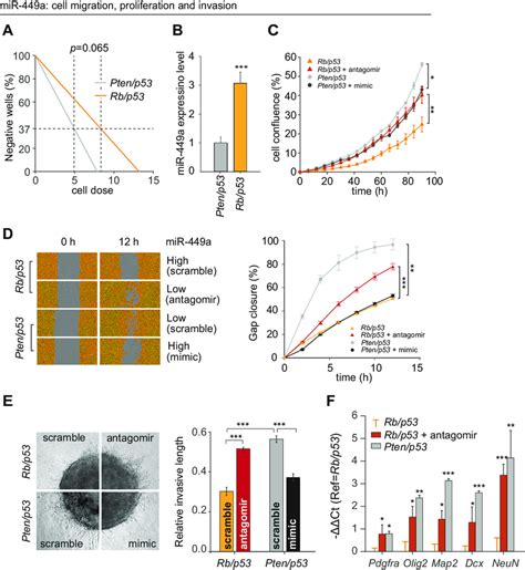 miR-449a inhibits cell proliferation and migration of BTSC in vitro. a ... 