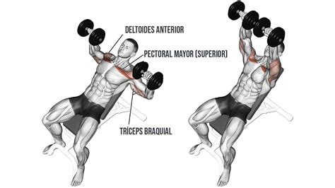 Press De Banca Inclinado Con Mancuernas ¿cómo Hacer