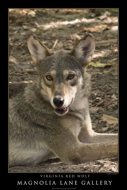 Virginia Red Wolf Wolf Wolves Tmwolf Flickr