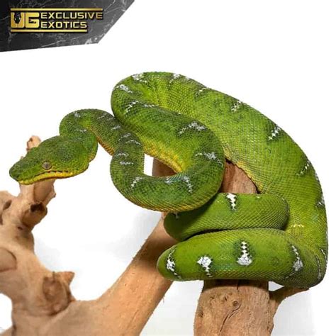 Yearling Emerald Tree Boa For Sale - Underground Reptiles