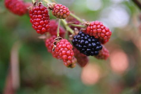 Premium Photo | Tasty berry in nature